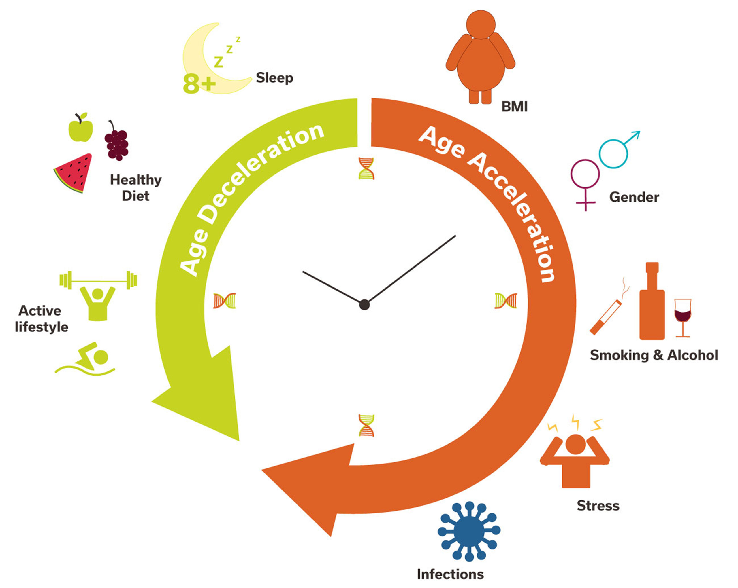 The Clock DNA Methylation and Aging Eremid Genomic Services