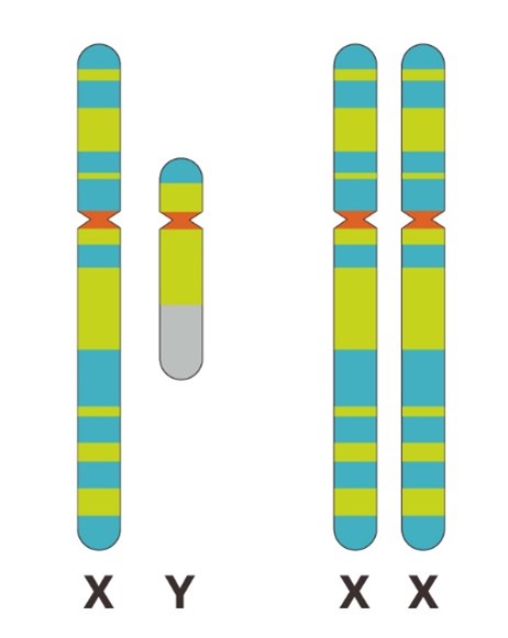 Y Chromosome Structure Diagram Y Chromosome Structure Diagram